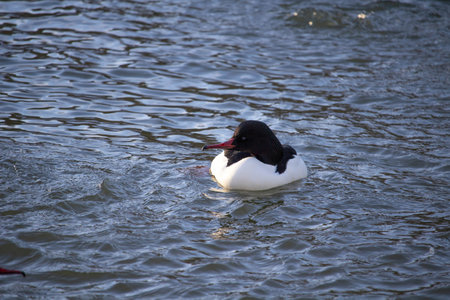 Male common merganser or goosander (mergus merganser) floating on water