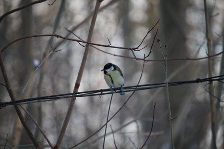 Yellow bird sitting on a wire in snowy day. tit birdの写真素材