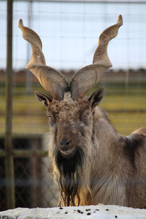 Turkmenian markhor, Capra falconeri heptneri. The name of this species comes from the shape of horns, twisting like a corkscrew or screw. Markhor is one of the symbols of Pakistanの写真素材