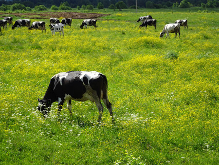 A cows on a green pasture on a sunny spring day. Grazing cows on a dairy farm. Cattle. Irish agriculture, agricultural landscape. Animal husbandry. Herd of cows on grass fieldの写真素材