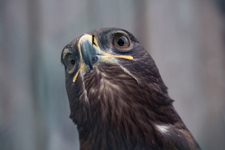 Steppe Eagle Aquila nipalensis detail of eagles head eagle head