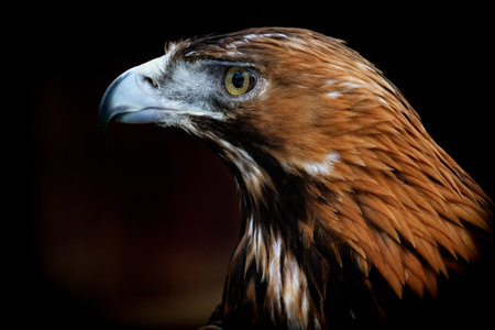 Portrait of Golden Eagle (Aquila chrysaetos). Golden eagle close-up, mighty eagle