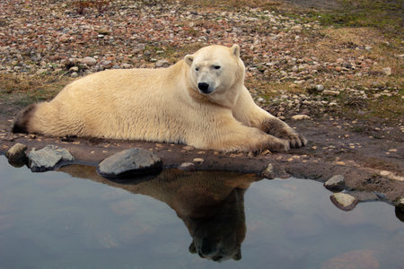 Polar bear close-up at the zoo. A large male polar bearの写真素材