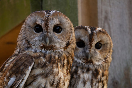Portrait Pair of Tawny owl or brown owls (Strix aluco)の写真素材