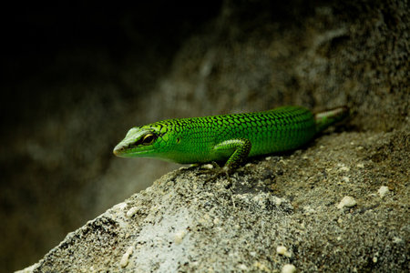 Little green lizard sitting on stone