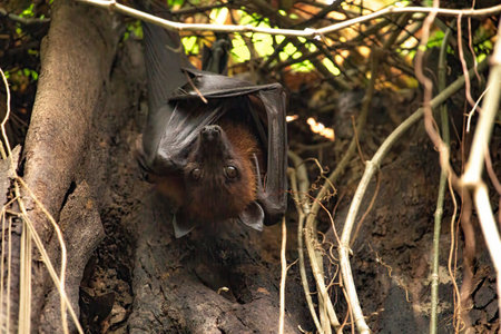 flying-fox hanging on a treeの写真素材