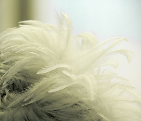 close-up of a white feather on a black background. macro photograph