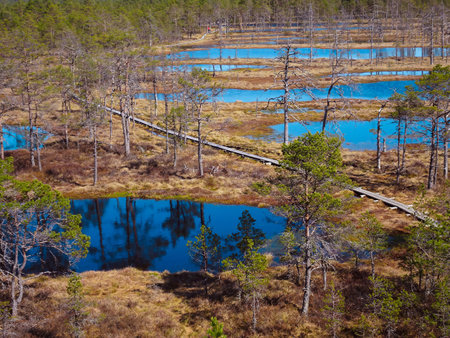 Wooden boardwalk through forest and swamp - Viru raba place in Estonian national park Lahemaa