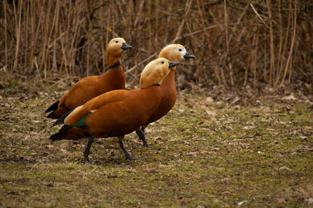 Breeding season males and female Red ducks, Ruddy Shelduck, known as the Brahminy Duck