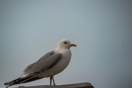 Wild seagull portrait on natural blue sky background.の写真素材