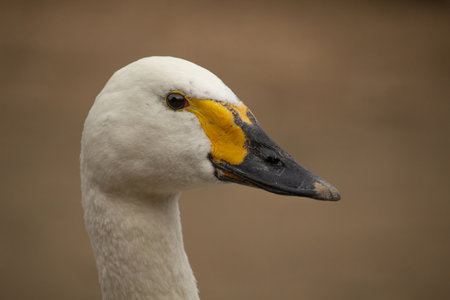 Bewicks or Tundra Swan - Cygnus bewickii Close-up of head with billの写真素材