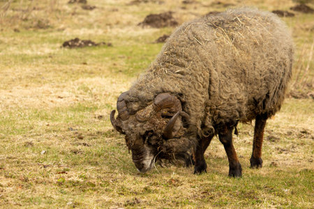 A close up of a male sheep Estonian sheep from small island Kihnuの写真素材