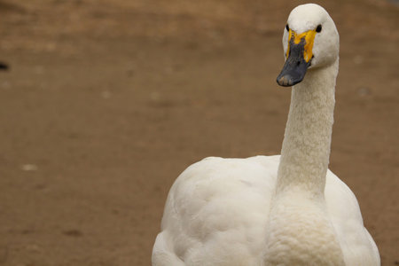 Bewick's Swan or Tundra Swan - Cygnus bewickiiの写真素材