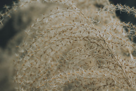Dry seeds of high grass in meadow, dry seeds of grass lit by sunlight