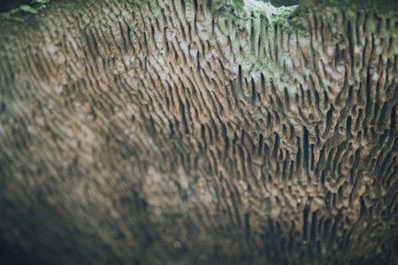 Mushrooms growing on a tree branch (very sharp detail in the foreground mushrooms)の写真素材