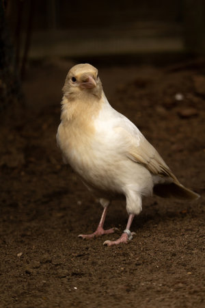 gray crow albino on natural background