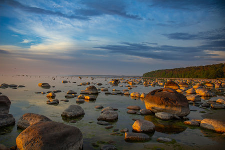 Baltic sea coast with stones and green seaweed. Spring time. White nights.