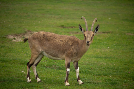 Female Nubian Ibex standing on green fieldの写真素材