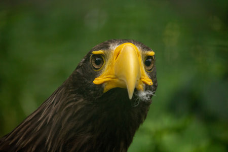 Head of steller's sea eagle on green background.の写真素材