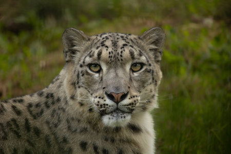 Snow leopard, big cat, cat, leopard, snow, winter, wildlife, mammalの写真素材