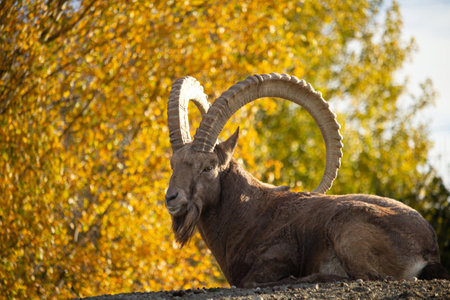 Male Siberian ibex Capra sibirica with his big horns over fall color backgroundの写真素材