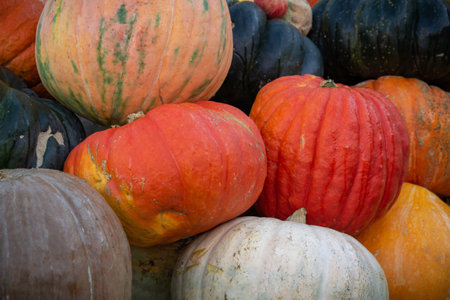 Pumpkins. Pumpkins for sale at a Pumpkin Patch. Halloween and Autumn Pumpkins piled upon each other for sale at a farmers market.の写真素材
