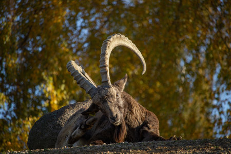Male Siberian ibex Capra sibirica with his big horns over fall color backgroundの写真素材