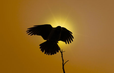 A silhouette of a crow sitting on a treeの写真素材