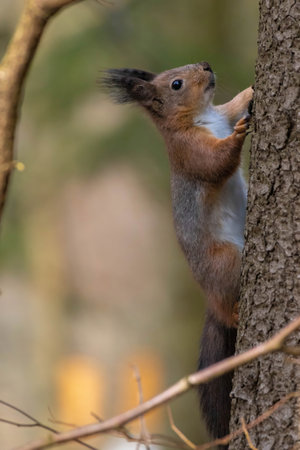 Curious squirrel with big ears and beautiful wool in forest or park.の写真素材