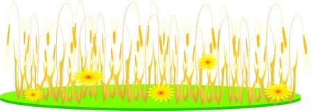 wheat and flowers on a white background のイラスト素材