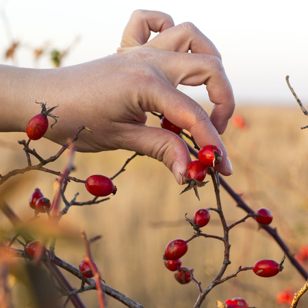Rosehips in hands with rosehip background, concept of harvest and pickingの写真素材