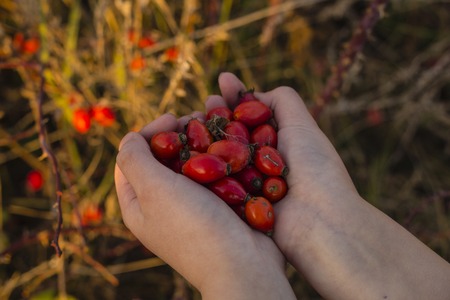Rosehips in hands with rosehip background, concept of harvest and pickingの写真素材