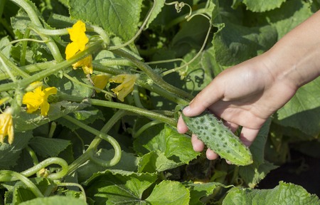 Woman hands picking a cucumber, close up hand.の写真素材