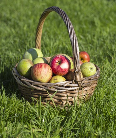 Organic apples in basket in summer grass. Fresh apples in nature, on the background of green grassの写真素材