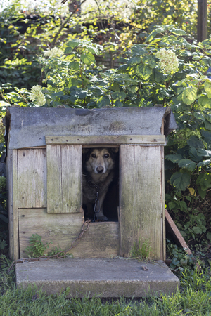 Chained up dog laying in wooden kennel with head out waiting to be released.の写真素材
