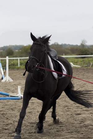 Beautiful young black horse gallops on arenaの写真素材