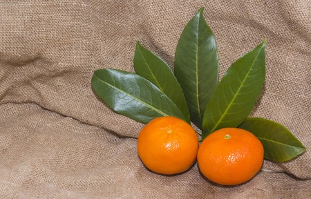 Bright orange tangerines with green leavesの写真素材