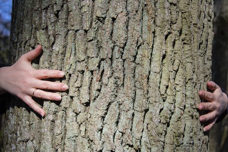 Womens hands hugging a tree.の写真素材