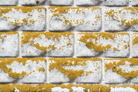 Beautiful background image with a brick wall and mossの写真素材