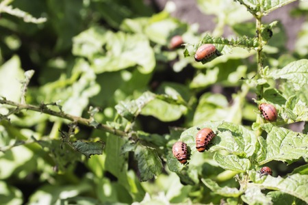 Colorado beetle on potato leaf