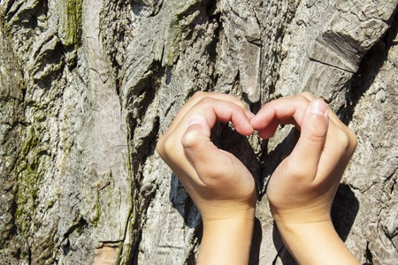 Female hands making an heart shape on a trunk of a tree.の写真素材