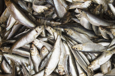 A lot of small frozen fish, sprat, herringの写真素材