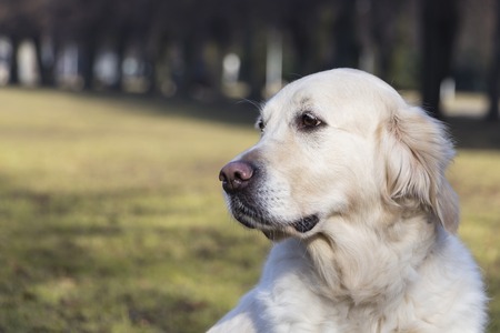 labrador retriever dog walking in park, copy spaceの写真素材