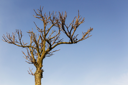 Tree branches without leaves on blue sky backgroundの写真素材