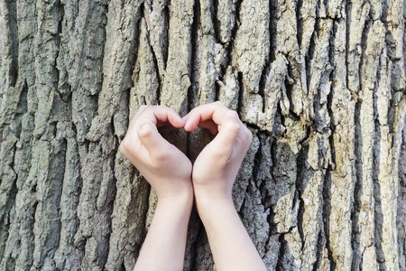 Couple is putting their hands on tree in a shape of heartの写真素材