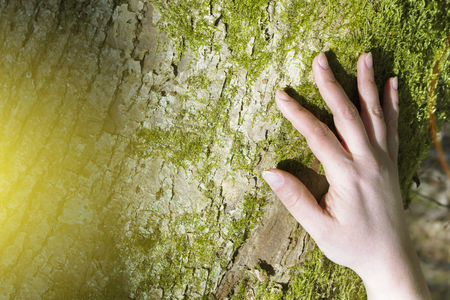 Women's hands hugging a tree.の写真素材