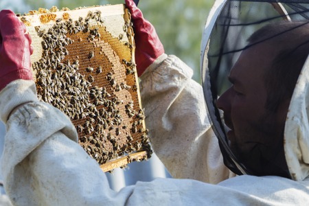 Beekeeper is taking out the honeycomb on wooden frame to control situation in bee colonyの写真素材