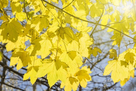 Autumn leaves on the sun and blurred trees . Fall background
