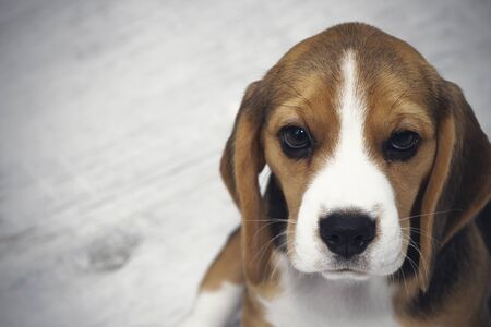 little cute tricolor Beagle puppy, sad look
