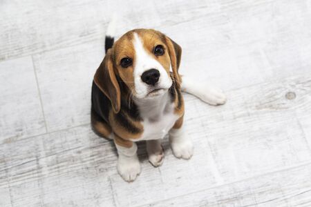 little cute tricolor Beagle puppy, sad lookの写真素材